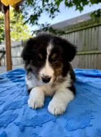 Marshmallow , a female Shetland Sheepdog for sale in Burleson, TX – 2 of 4