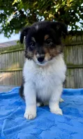 Poppy, a female Shetland Sheepdog for sale in Burleson, TX – 7 of 7
