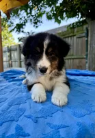 Marshmallow , a female Shetland Sheepdog for sale in Burleson, TX – 3 of 4