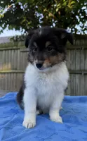 Poppy, a female Shetland Sheepdog for sale in Burleson, TX – 5 of 7