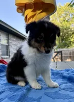 Poppy, a female Shetland Sheepdog for sale in Burleson, TX – 6 of 7