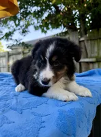Marshmallow , a female Shetland Sheepdog for sale in Burleson, TX – 4 of 4