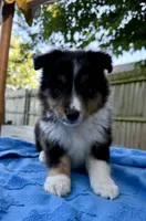 Teddy, a male Shetland Sheepdog for sale in Burleson, TX – 5 of 7