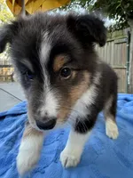Teddy, a male Shetland Sheepdog for sale in Burleson, TX – 2 of 7