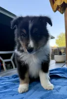 Teddy, a male Shetland Sheepdog for sale in Burleson, TX – 4 of 7