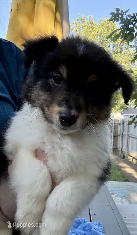 Poppy – Shetland Sheepdog puppy for sale in Burleson, TX