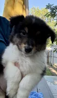 Poppy, a female Shetland Sheepdog for sale in Burleson, TX – 1 of 7