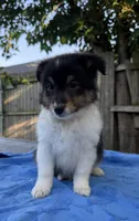 Poppy, a female Shetland Sheepdog for sale in Burleson, TX – 4 of 7