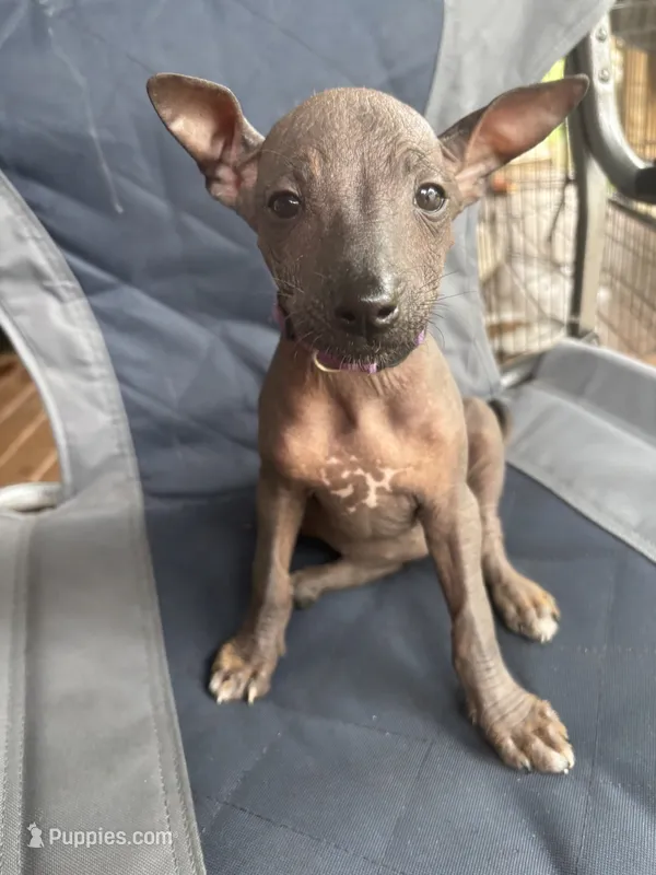 Barney  – Xoloitzcuintli puppy for sale in Hammond, IN