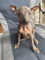 Barney , a female Xoloitzcuintli for sale in Hammond, IN – 1 of 1