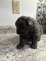 Female chow , a female Chow Chow for sale in Hammond, IN – 2 of 3