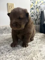 Male , a male Chow Chow for sale in Hammond, IN – 3 of 3