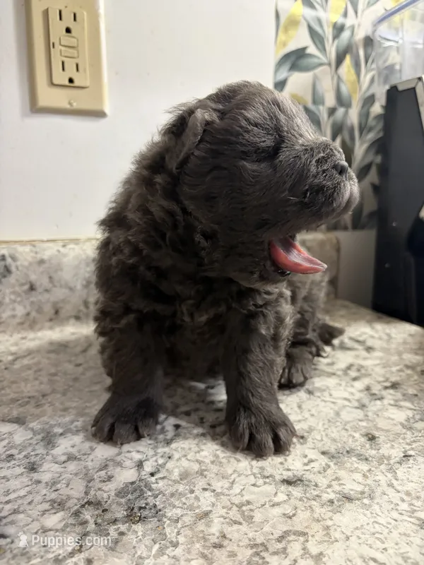 Female chow  – Chow Chow puppy for sale in Hammond, IN