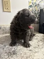 Female chow , a female Chow Chow for sale in Hammond, IN – 1 of 3