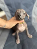 Baldwin , a male Xoloitzcuintli for sale in Hammond, IN – 1 of 1