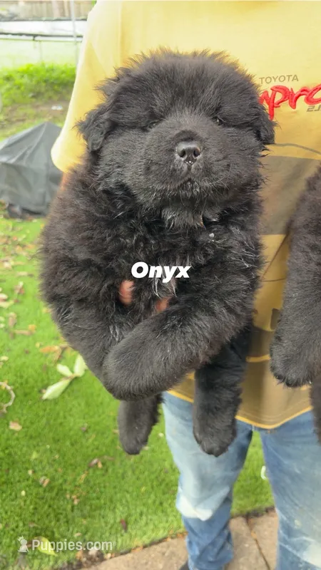 Onyx – Chow Chow puppy for sale in Hammond, IN