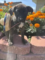 Harry , a female Xoloitzcuintli for sale in Hammond, IN – 1 of 1