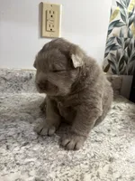 Male, a male Chow Chow for sale in Hammond, IN – 3 of 3