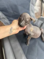 Wolverine , a male Xoloitzcuintli for sale in Hammond, IN – 1 of 1