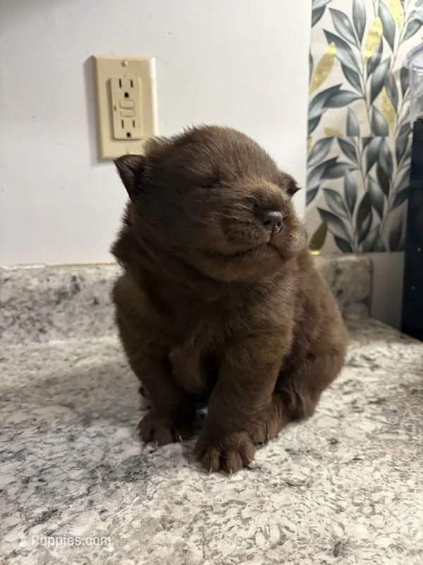 Male  – Chow Chow puppy for sale in Hammond, IN