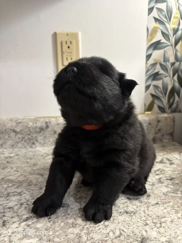 Male  – Chow Chow puppy for sale in Hammond, IN