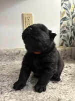 Male , a male Chow Chow for sale in Hammond, IN – 1 of 3