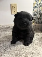 Male , a male Chow Chow for sale in Hammond, IN – 3 of 3