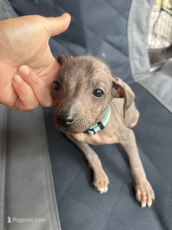 Frida – Xoloitzcuintli puppy for sale in Hammond, IN