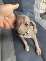 Frida, a female Xoloitzcuintli for sale in Hammond, IN – 1 of 1