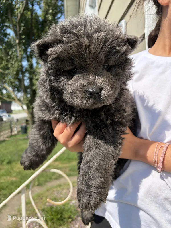 Blue – Chow Chow puppy for sale in Hammond, IN