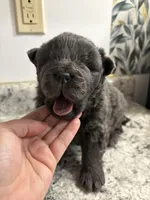 Female chow , a female Chow Chow for sale in Hammond, IN – 3 of 3