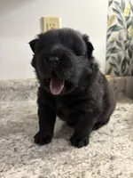 Male 2 , a male Chow Chow for sale in Hammond, IN – 3 of 3