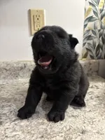 Male , a male Chow Chow for sale in Hammond, IN – 2 of 3