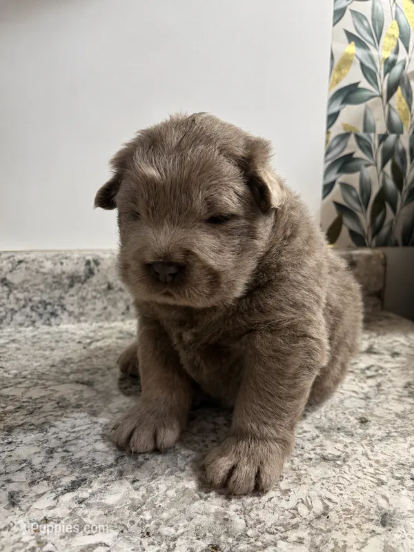 Male – Chow Chow puppy for sale in Hammond, IN