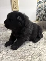 Male 2 , a male Chow Chow for sale in Hammond, IN – 2 of 3