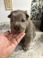Male, a male Chow Chow for sale in Hammond, IN – 2 of 3