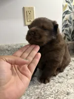 Male , a male Chow Chow for sale in Hammond, IN – 2 of 3