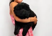 Male , a male Chow Chow for sale in Hammond, IN – 4 of 4