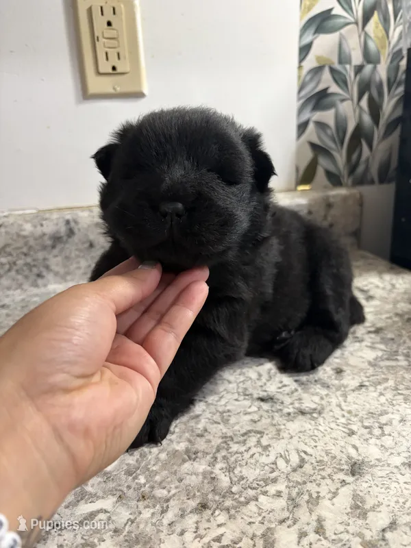 Male 2  – Chow Chow puppy for sale in Hammond, IN