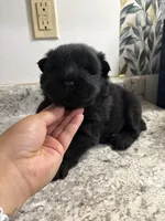 Male 2 , a male Chow Chow for sale in Hammond, IN – 1 of 3