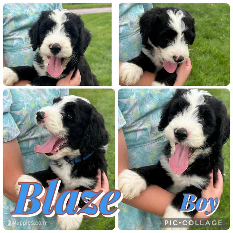Blaze – Bernedoodle puppy for sale in Clayton, MI
