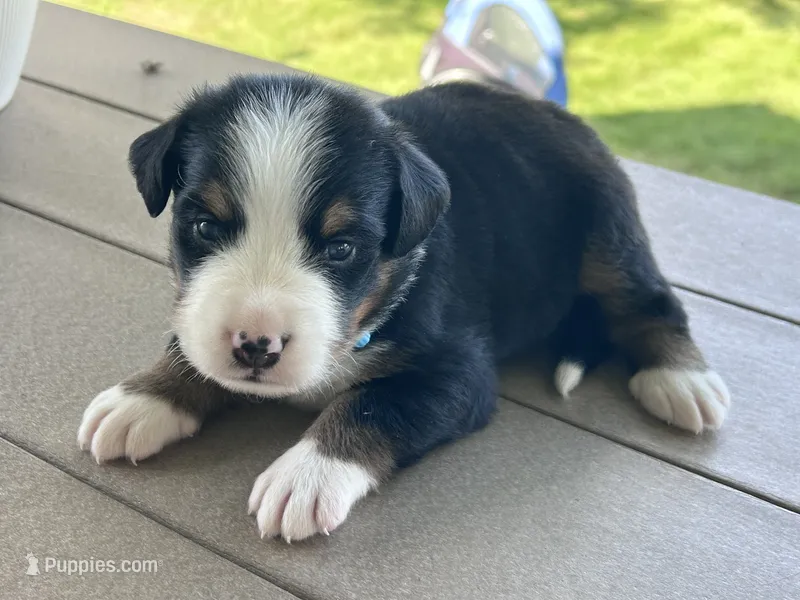 Buddy – Bernese Mountain Dog puppy for sale in Clayton, MI