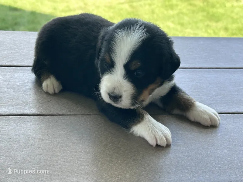 Gilbert – Bernese Mountain Dog puppy for sale in Clayton, MI
