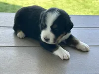 Gilbert, a male Bernese Mountain Dog for sale in Clayton, MI – 1 of 2