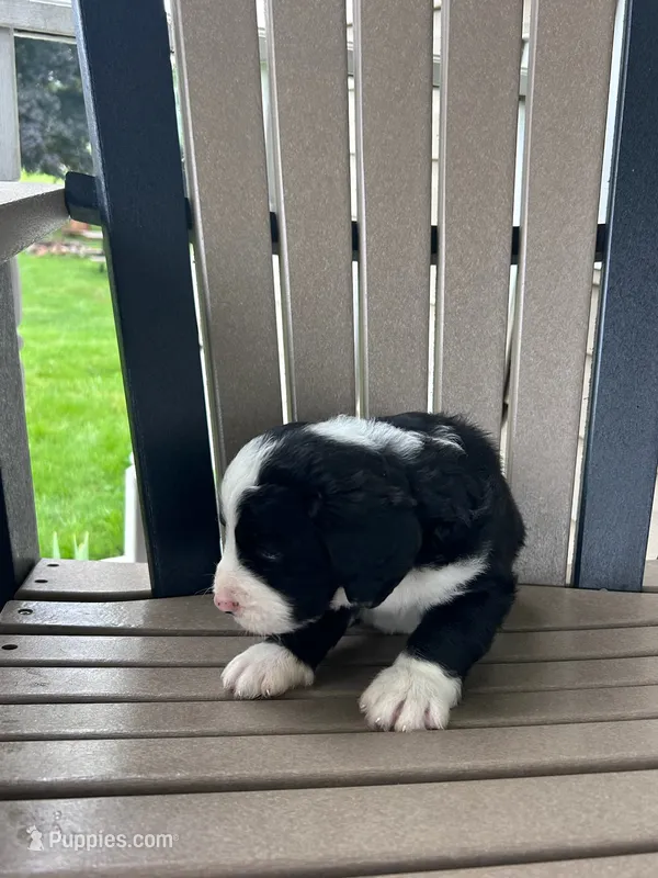 Sky – Bernedoodle puppy for sale in Clayton, MI