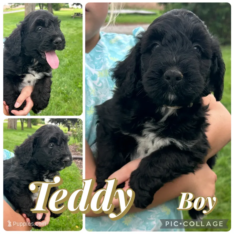 Teddy – Bernedoodle puppy for sale in Clayton, MI