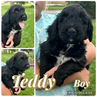 Teddy, a male Bernedoodle for sale in Clayton, MI – 1 of 1