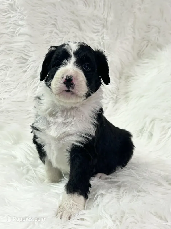 Aspen, a male Bernedoodle for sale in Clayton, MI – Photo 1 of 3