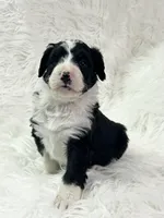Aspen, a male Bernedoodle for sale in Clayton, MI – Photo 1 of 3