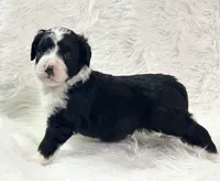 Aspen, a male Bernedoodle for sale in Clayton, MI – Photo 2 of 3